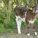 calf and ancient hawthorn hedge