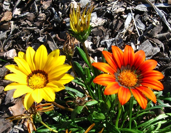 Daisies - Bright As The Sun by mozette