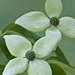 Japanese Dogwood
