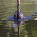 Black swan
