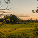 oil seed rape field