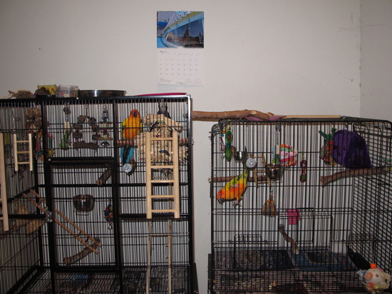 Birdy antics by alia_801