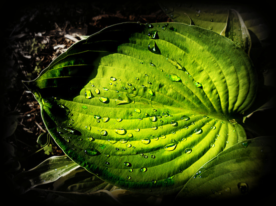 Hosta by yentlski