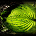 Hosta