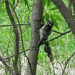 Woodpecker