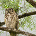 Mother Owl