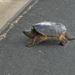 Why Did the Turtle Cross the Road?