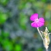 Weed Bokeh