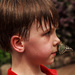 Owen and the Flutterby