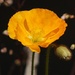 Poppy