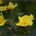 A little bit of sunshine