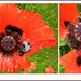 Poppies in the rain