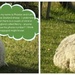 Sheeptalk