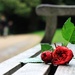 Kiss From A Rose