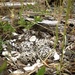 Eggs... Can you see them???
