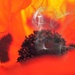 Poppy Flames