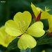 Evening Primrose