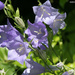 Bellflower (Campanula)