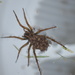 Super Spider!