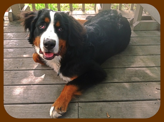 Relaxing on the deck ...Good boy! by ggshearron