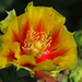 Prickly Pear Cactus