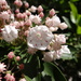 Mountain Laurel