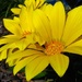 Sunshine Bright