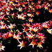 Lilies