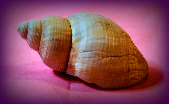 Shell by salza