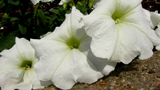 Petunias by mittens
