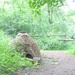 Following the Tudor Path
