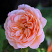 Garden Rose