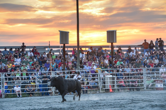No Bull about this sunset  by lesip