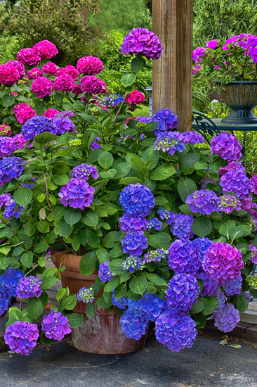 Hydrangea Heaven by skipt07