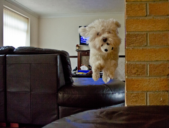 Fetch! by edpartridge