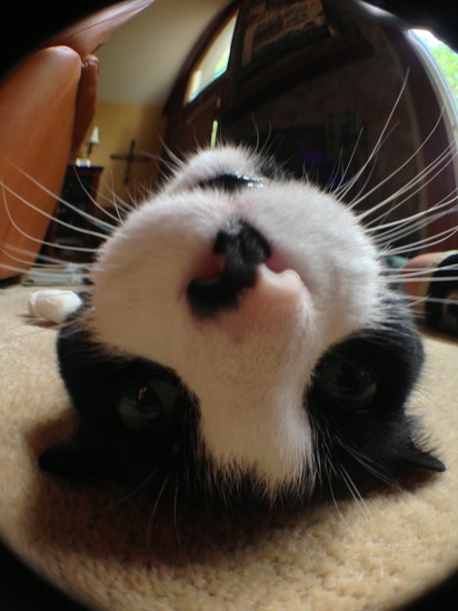 Fisheye Frissie by tara11