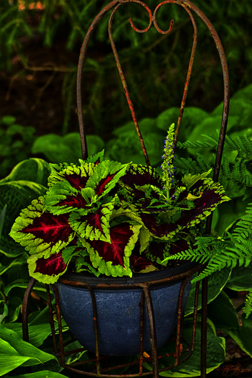 Coleus by skipt07