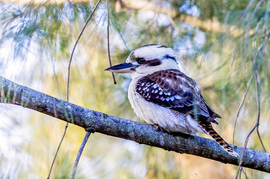 Kookaburra Sits In The Old Gum Tree By Amanda Thepanda 365 Project