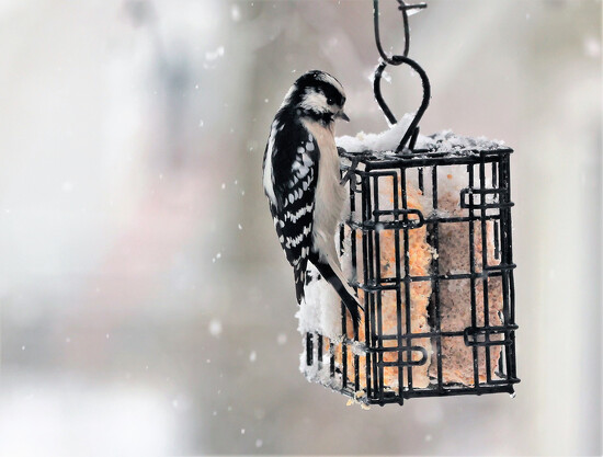 Mrs Downy Woodpecker By Lynn Project