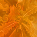 Orange 4