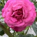 I spotted a lovely rose on my way to the postie… so indeed the gate I went…