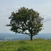 Lone Tree