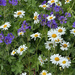 Wild Flowers