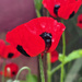 Ladybird Poppies