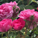 All Pink