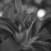 Day Lily Season