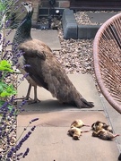 16th Jun 2026 - Duck upgrade