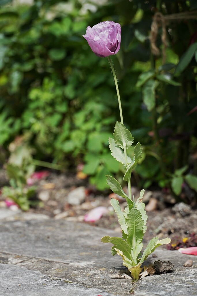 Pigheaded Poppy by 30pics4jackiesdiamond