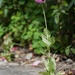 Pigheaded Poppy