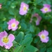 A Quiet Bloom